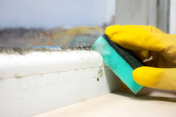 Best Toxic Mold Removal  in Collingdale, PA