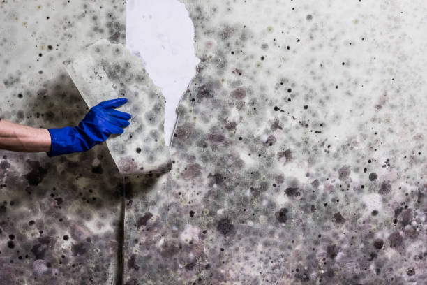 Best Black Mold Removal  in Collingdale, PA